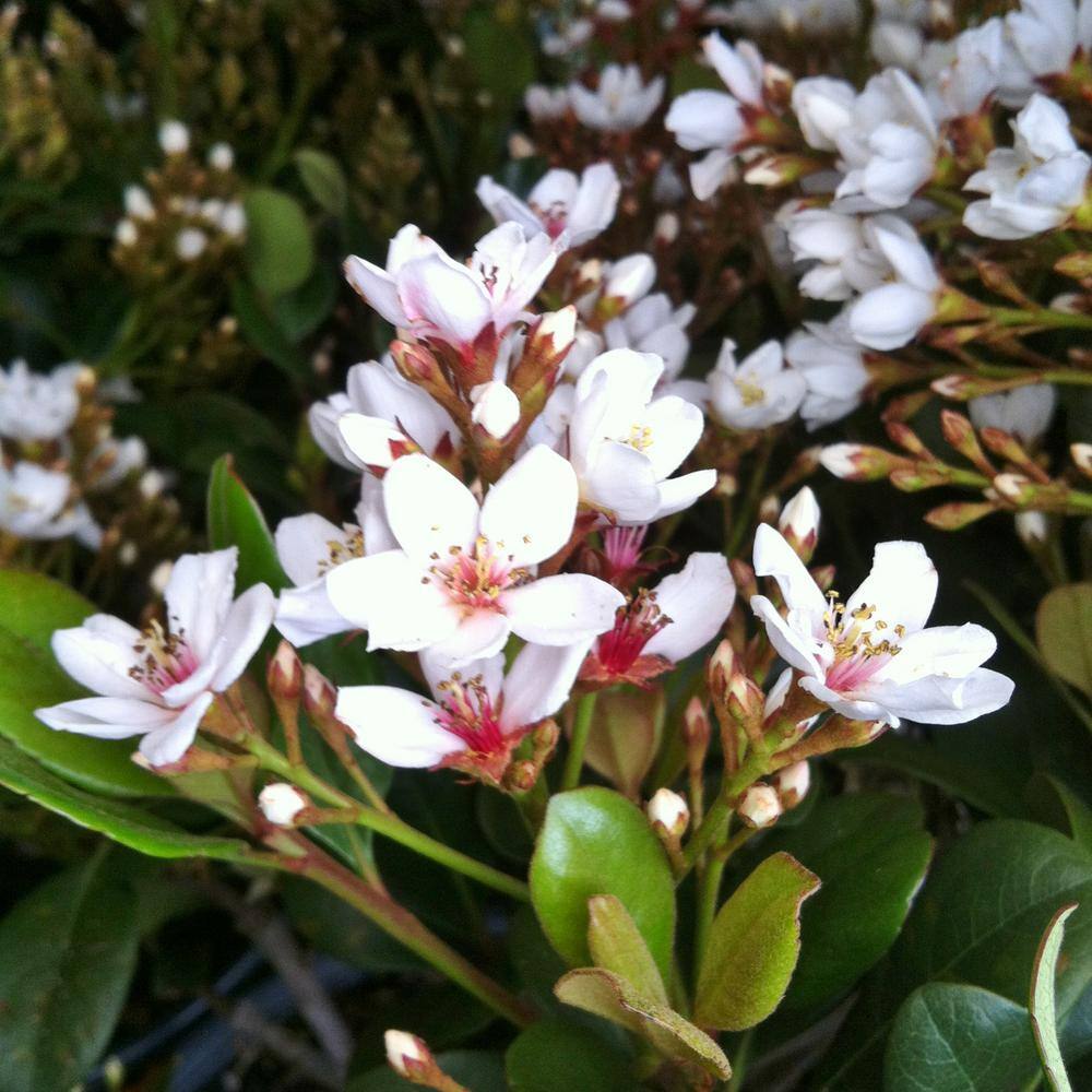 FLOWERWOOD 2.5 Gal - Snow White Indian Hawthorn Live Evergreen Shrub White Blooms 51723FL