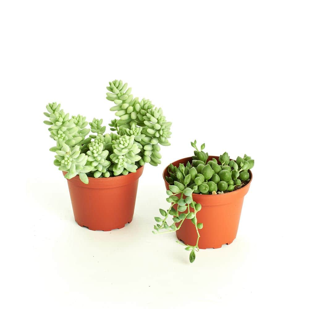 Shop Succulents String of Pearls and Burrito Sedum Hanging in 4 in. Grow Pots， Hanging Succulents (2-Pack) 2-HANG-PK-4