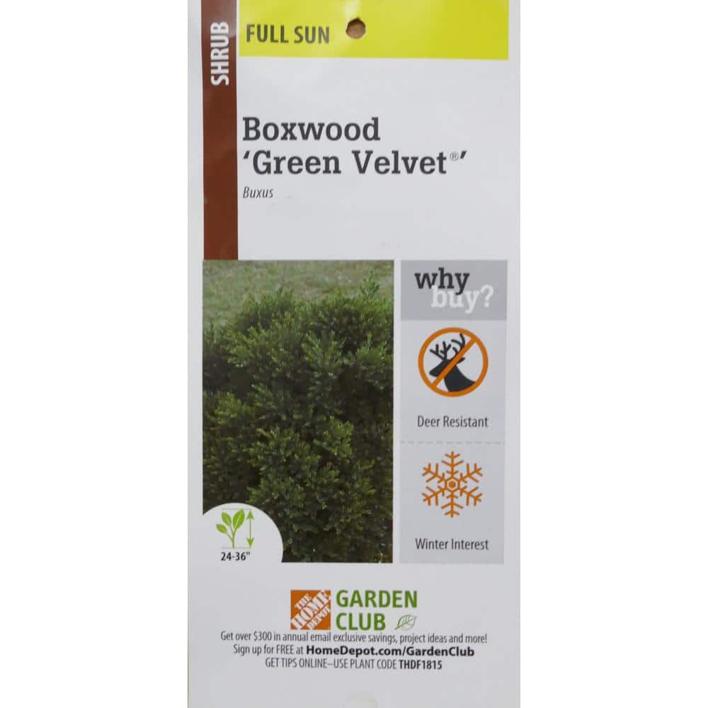 BELL NURSERY 1 Gal. Green Velvet Boxwood (Buxus) Live Evergreen Shrub BUXUS1GRE1PK