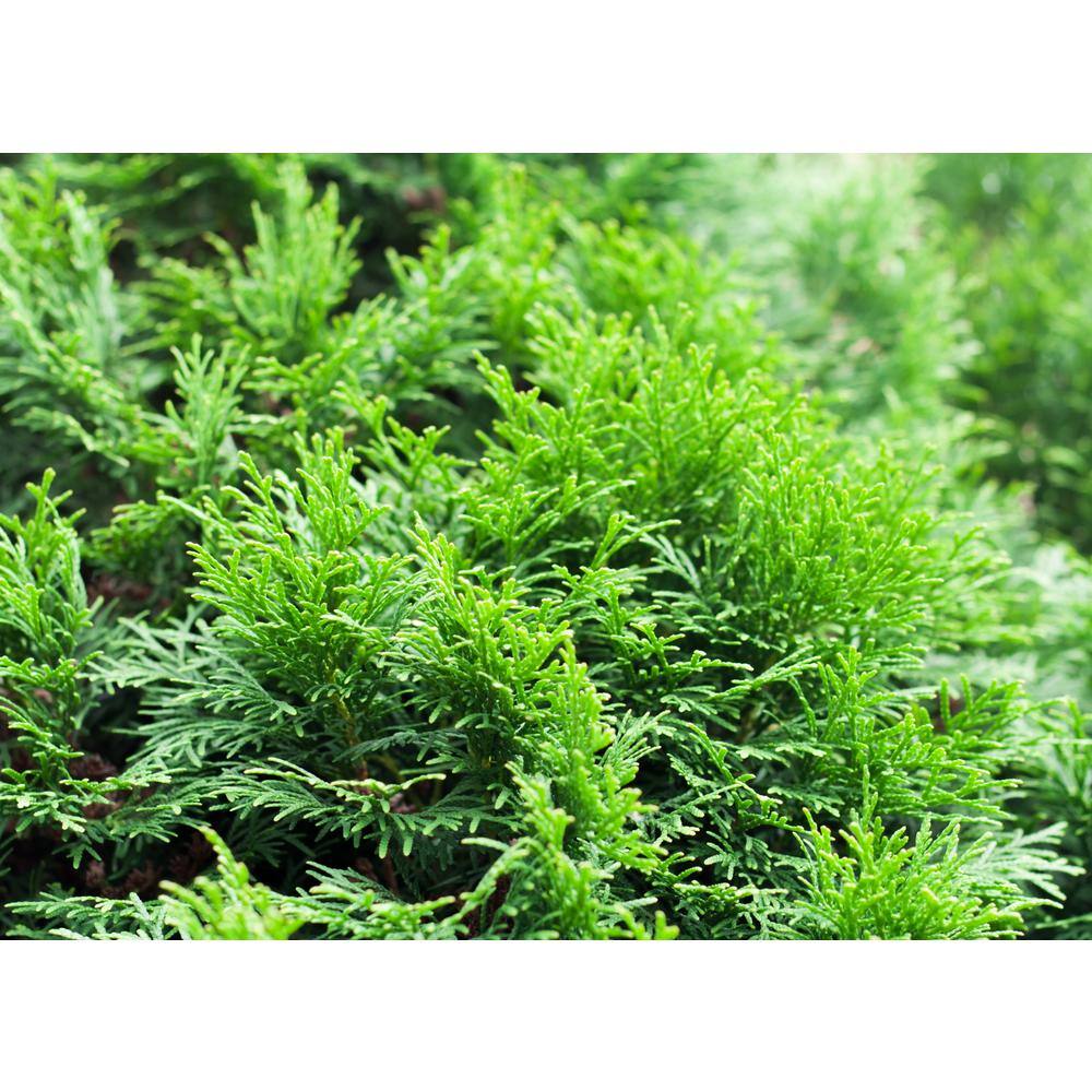 BELL NURSERY 7 Gal. Smaragd Emerald Green Arborvitae (1-Pack) THUJA7SGD1PK