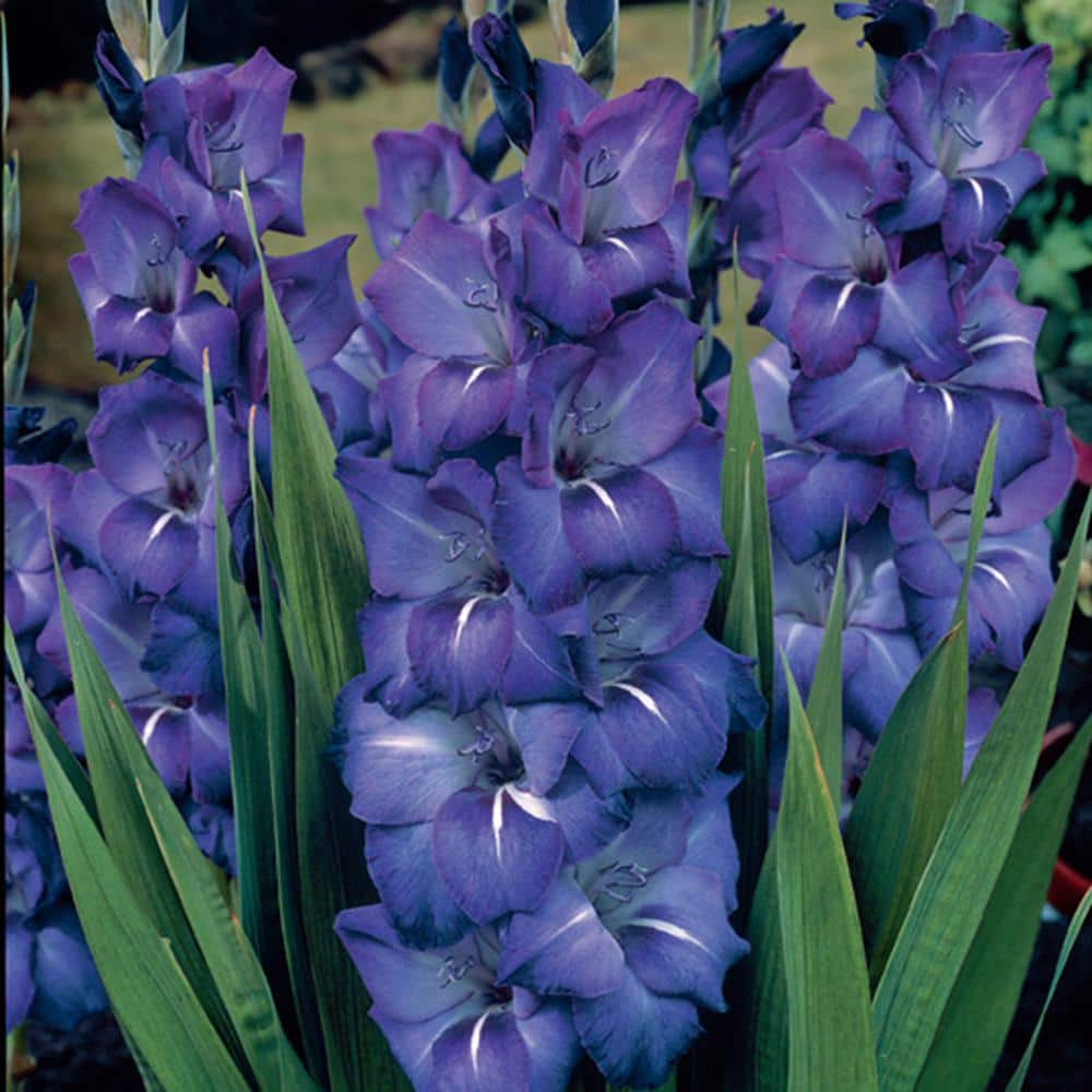 VAN ZYVERDEN Gladiolus Large Flowering Grande Passion Bulbs (Set of 12) 11259