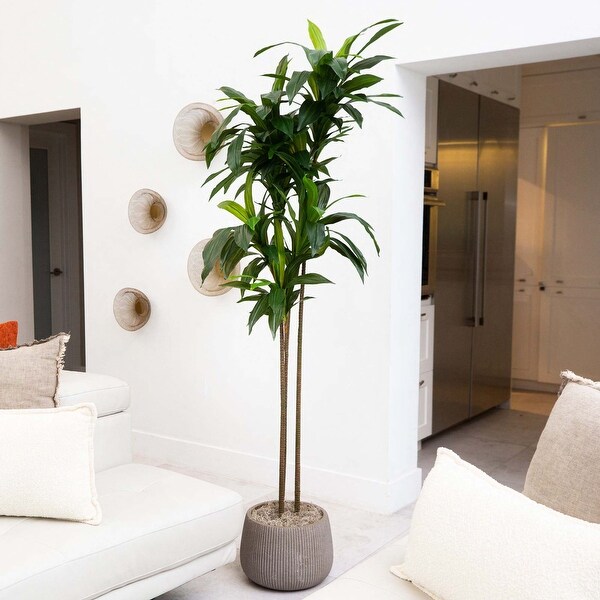 7' Artificial Dracaena Tree with Real Touch Leaves