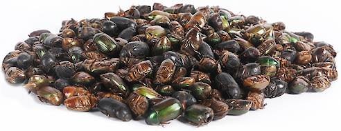 Exotic Nutrition Beetle Craze Bird Treats， 2-lbs bag