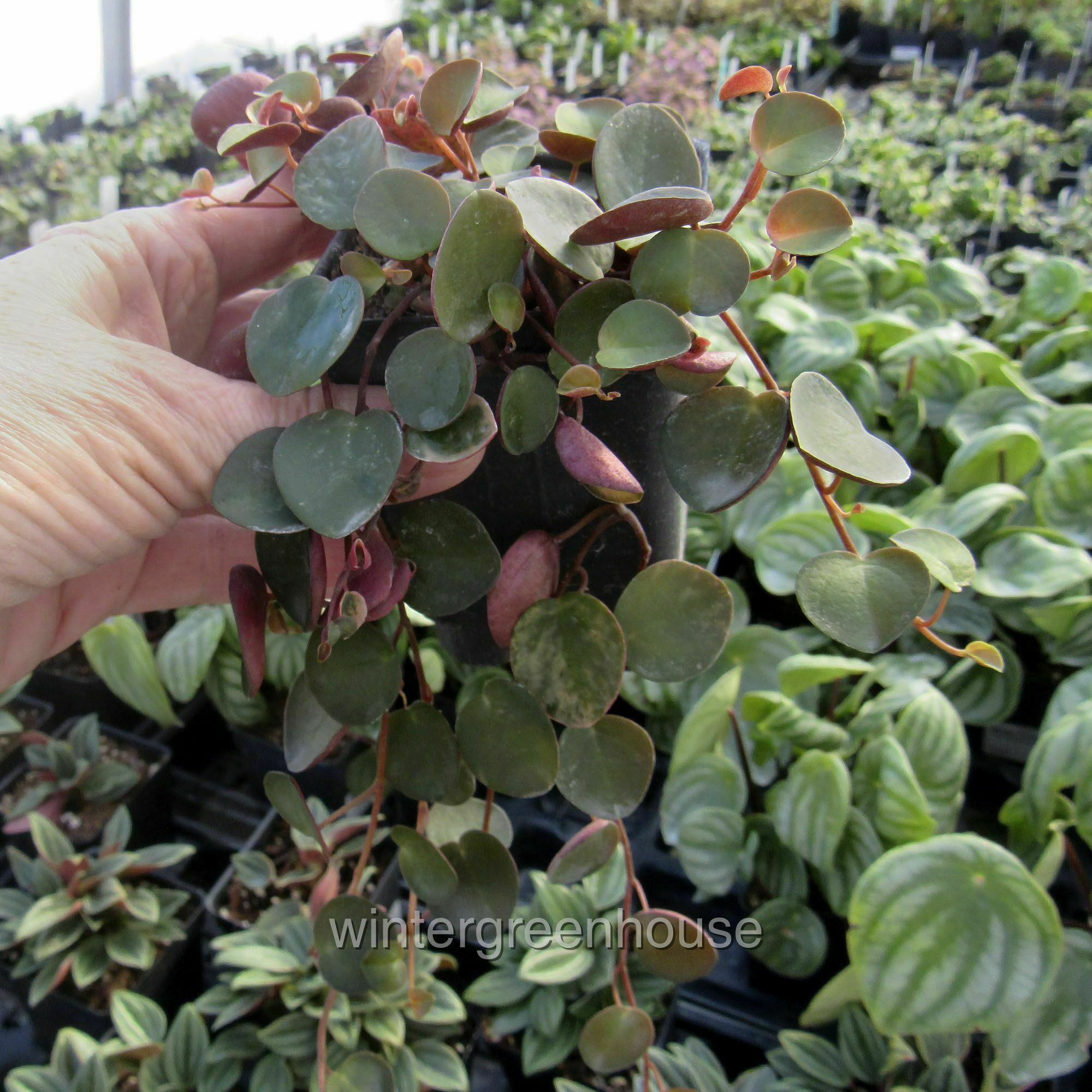 Peperomia Ruby Cascade - Pot Size: 3