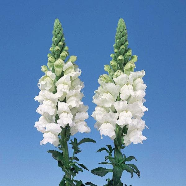 Antirrhinum, Snapdragon (White) - Plant