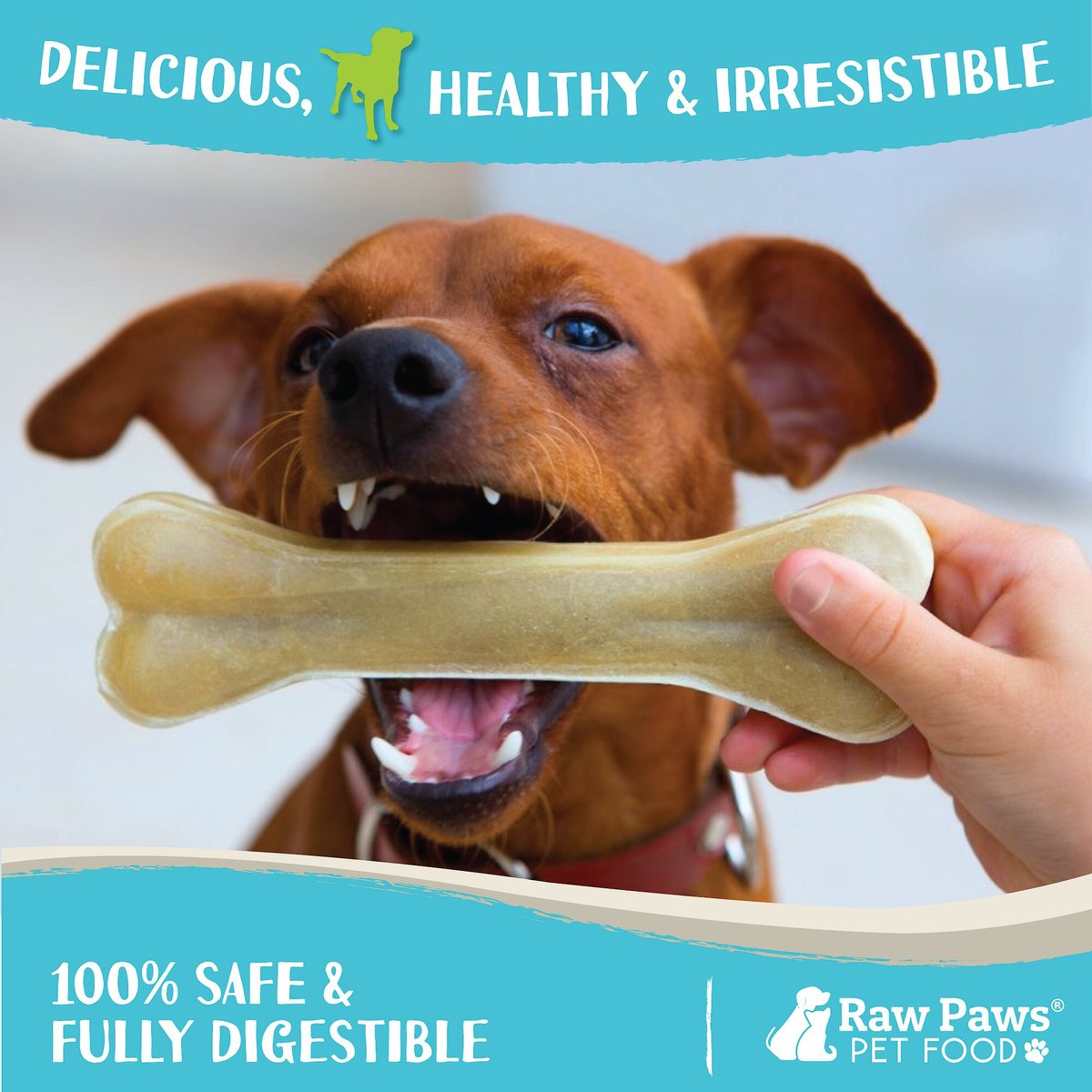 Raw Paws Compressed Rawhide Bone Dog Treats， 6-in