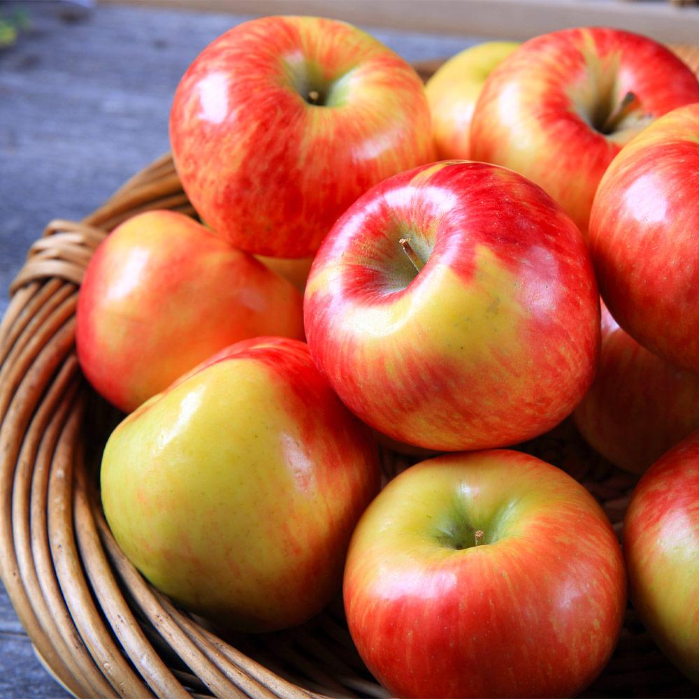 Honeycrisp™ Apple Tree