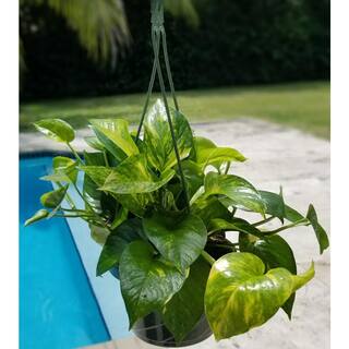 6 in. Golden Pothos Plant in Hanging Basket HBGldP006