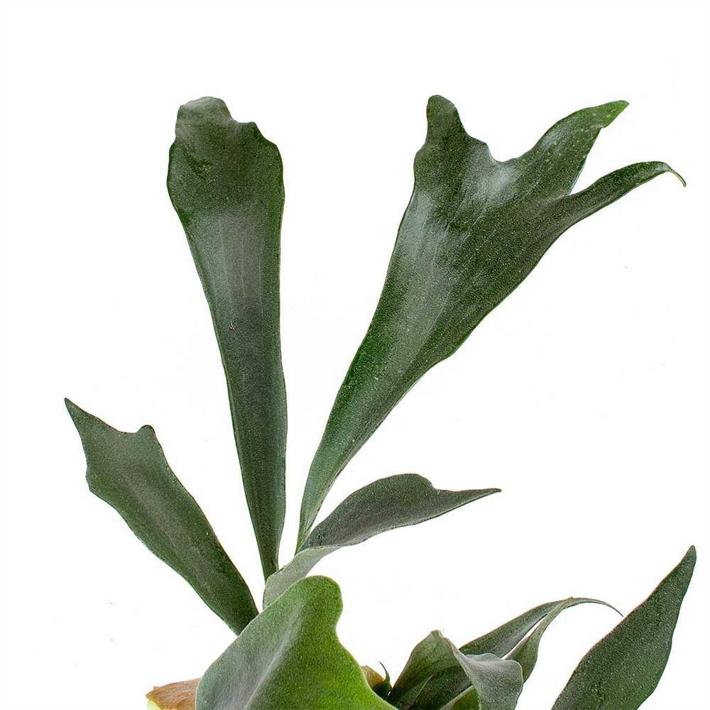 Wekiva Foliage Staghorn Fern Hanging Basket Live Plant in 4 in. Hanging Pot Platycerium Bifurcatum Extremely Rare AQ-42ZQ-ZE16