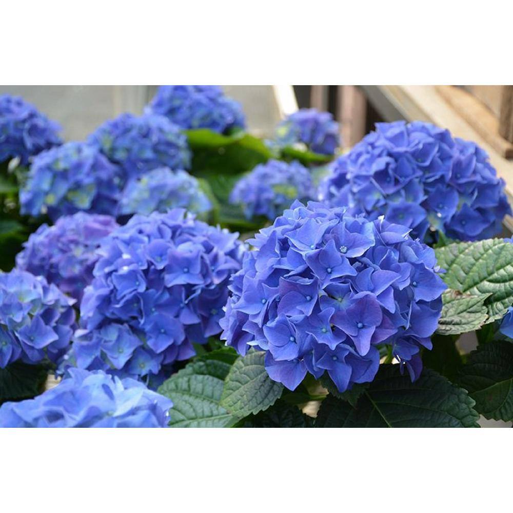 BELL NURSERY 3 Gal. Early Blue Hydrangea Live Flowering Shrub with Blue Flowers HYDGA3MEB1PK
