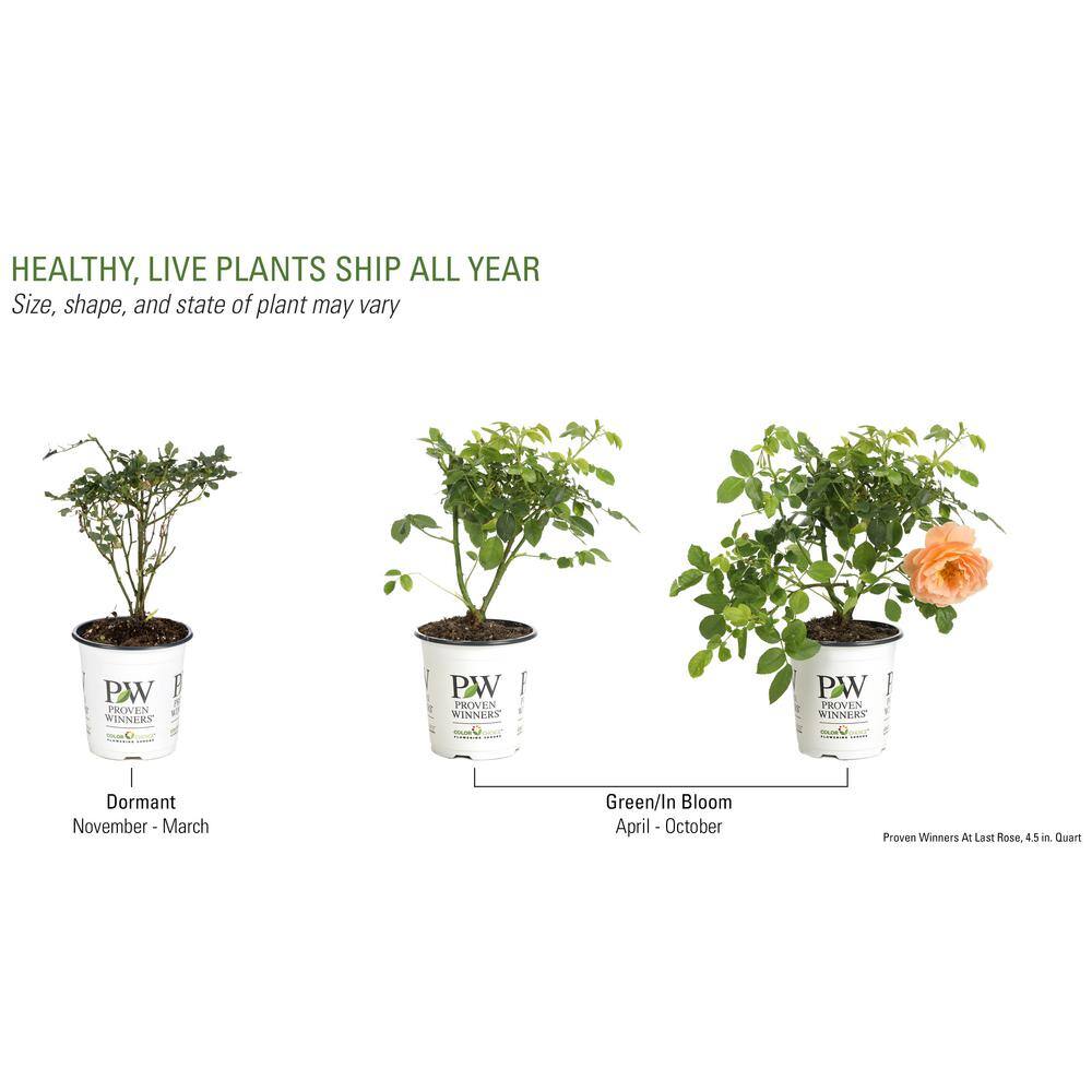 PROVEN WINNERS 4.5 in. Qt. At Last Rose (Rosa) Live Shrub Orange Flowers ROSPRC2017800
