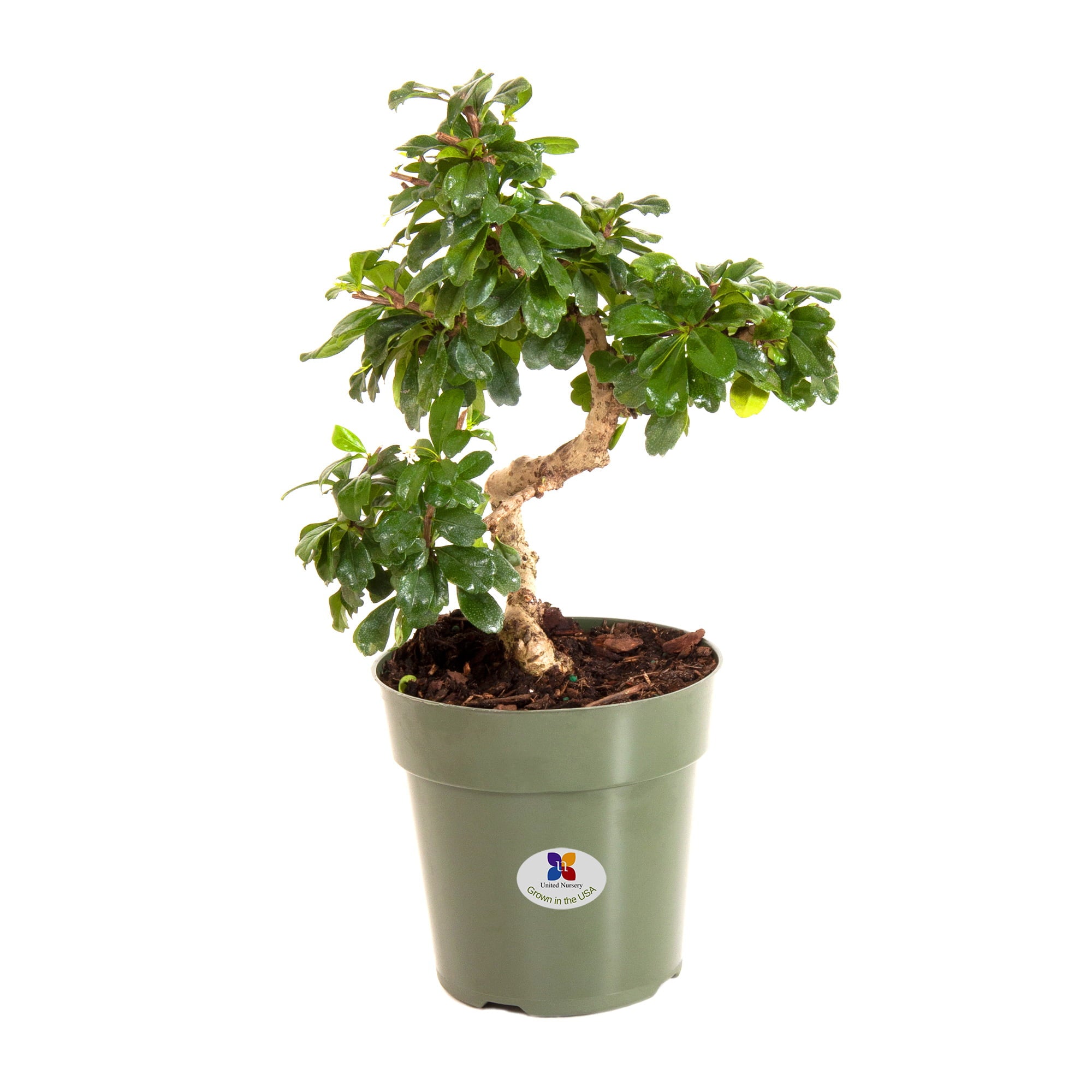 United Nursery Live Green Fukien Tea Bonsai Plant 14-18 inches Tall in 6in Grower Pot