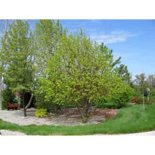 Online Orchards Littleleaf Linden Tree Bare Root SHLI002