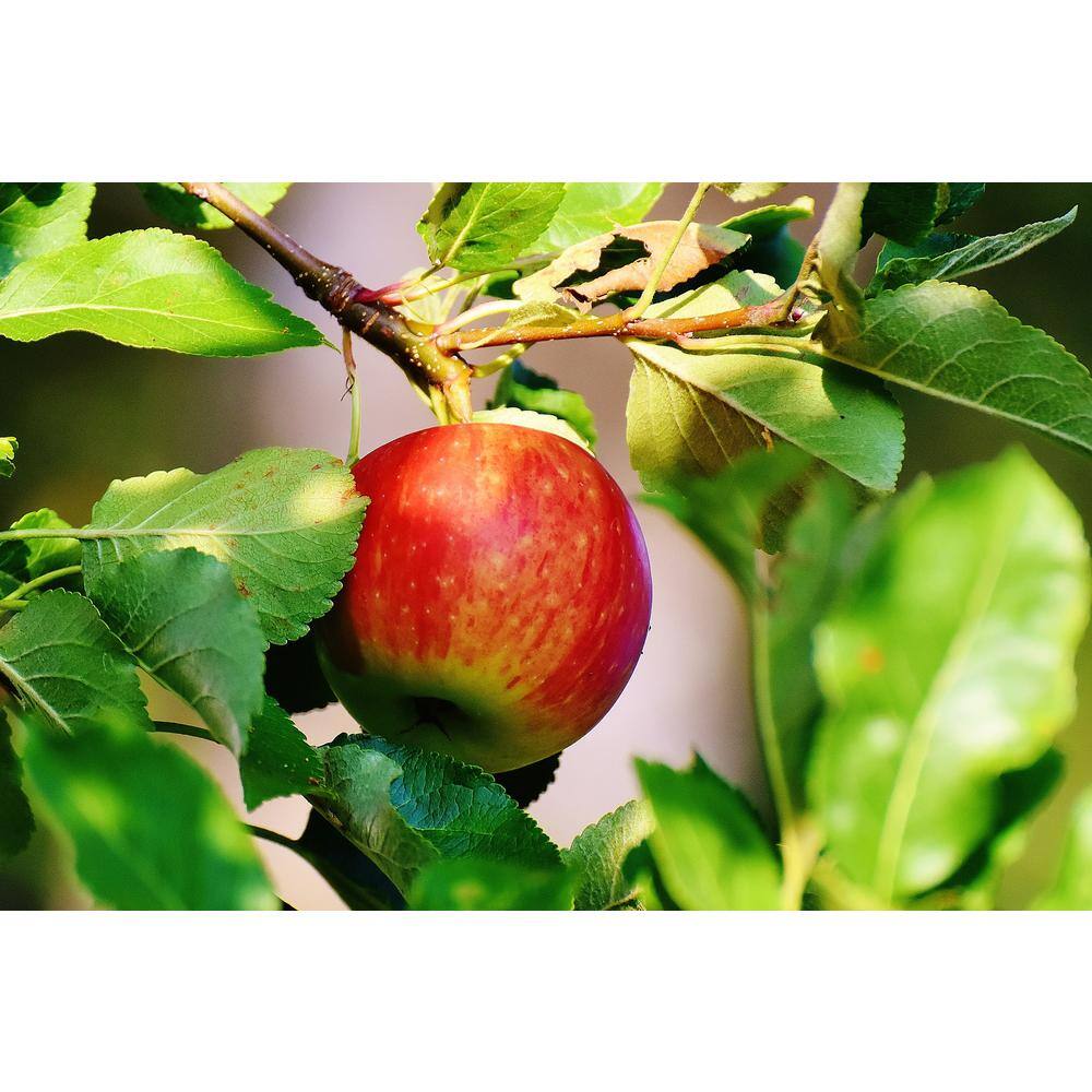 Online Orchards Cold Hardy Autumn-Ripening Incredibly Sweet Apples Prairie Spy Apple Tree (Bare-Root 3 ft. to 4 ft. Tall 2-Years Old) FTAP012