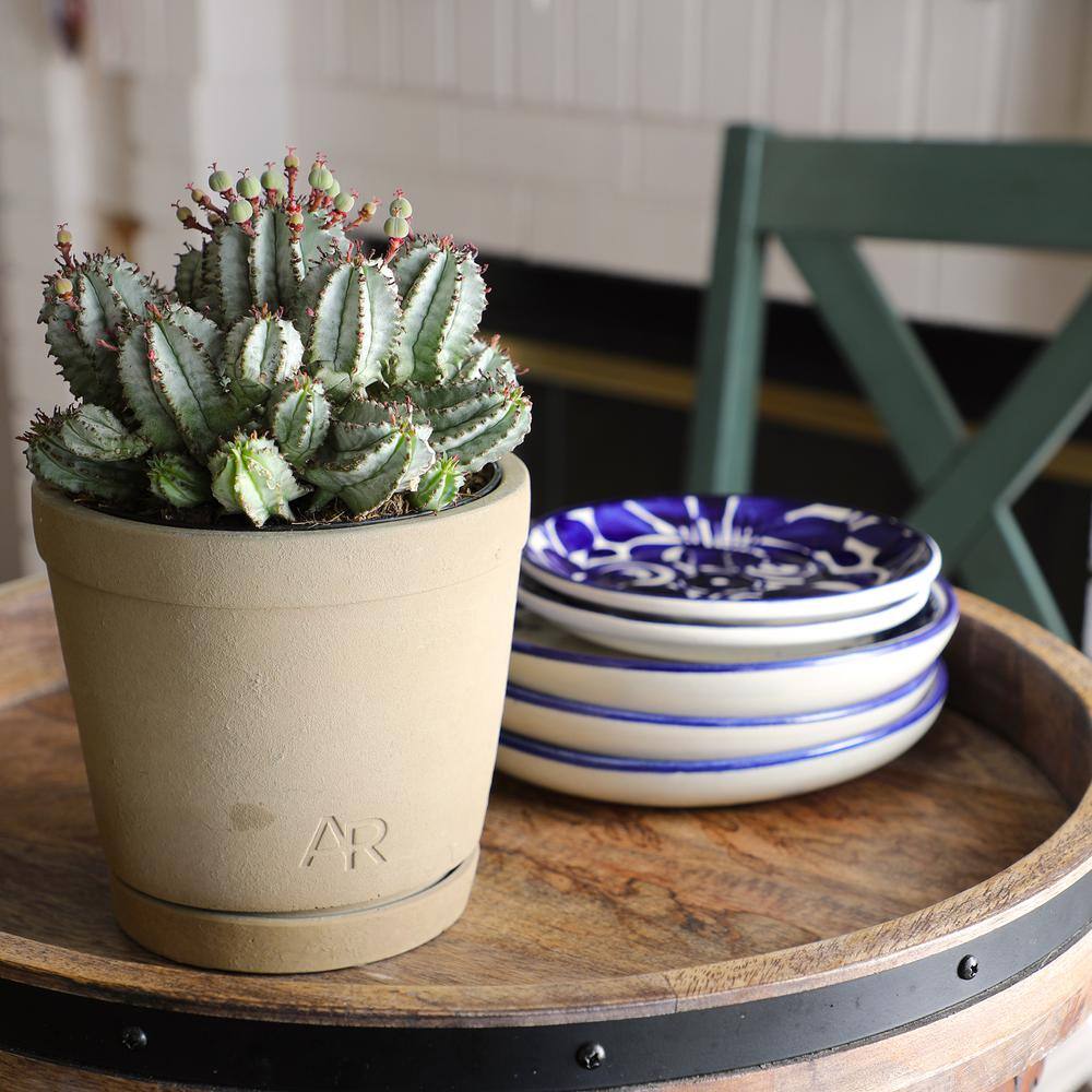 ALTMAN PLANTS Altman Reserve 6 in. Nova Milk Barrel Succulent (Euphorbia Horrida) in Cement Pot 0872978