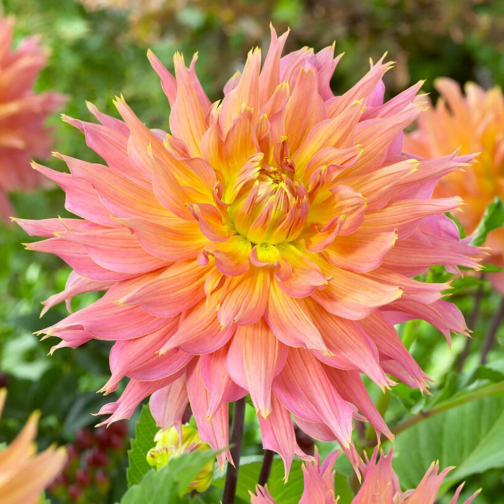 VAN ZYVERDEN Dahlias Omega Bulbs (Set of 5) 84138