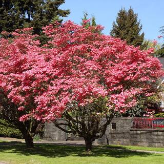 #7 pot Red Flowering Deciduous Dogwood Tree DOGRED07G