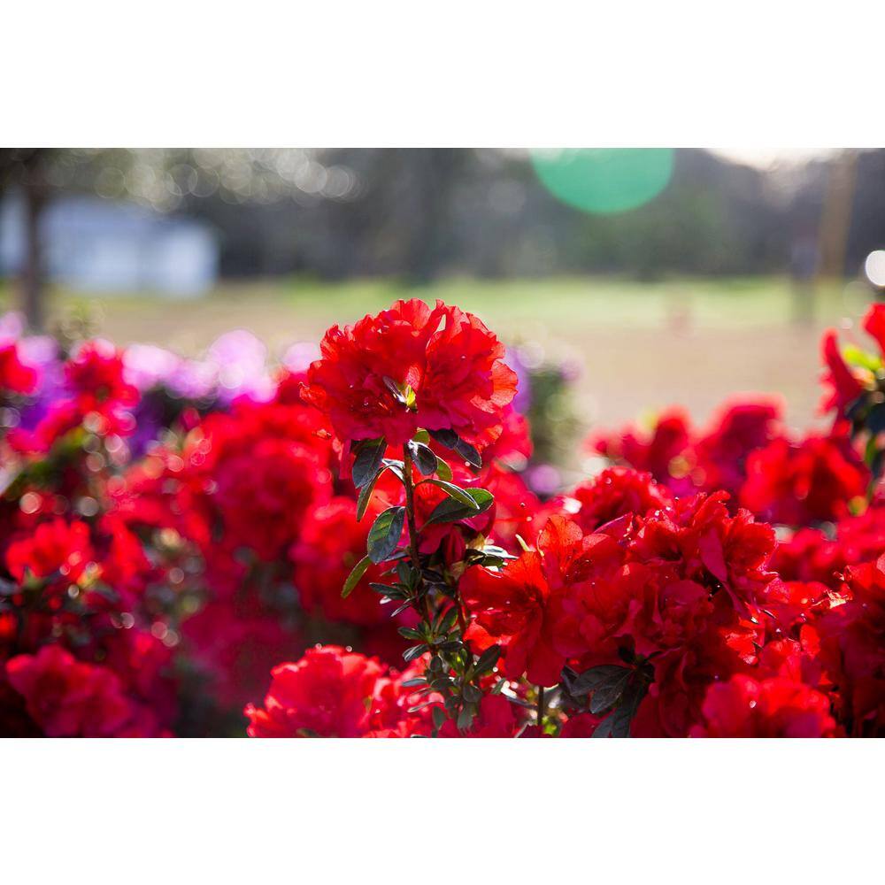 ENCORE AZALEA 3 Gal. Autumn Fire Shrub with True Red Reblooming Flowers 80543