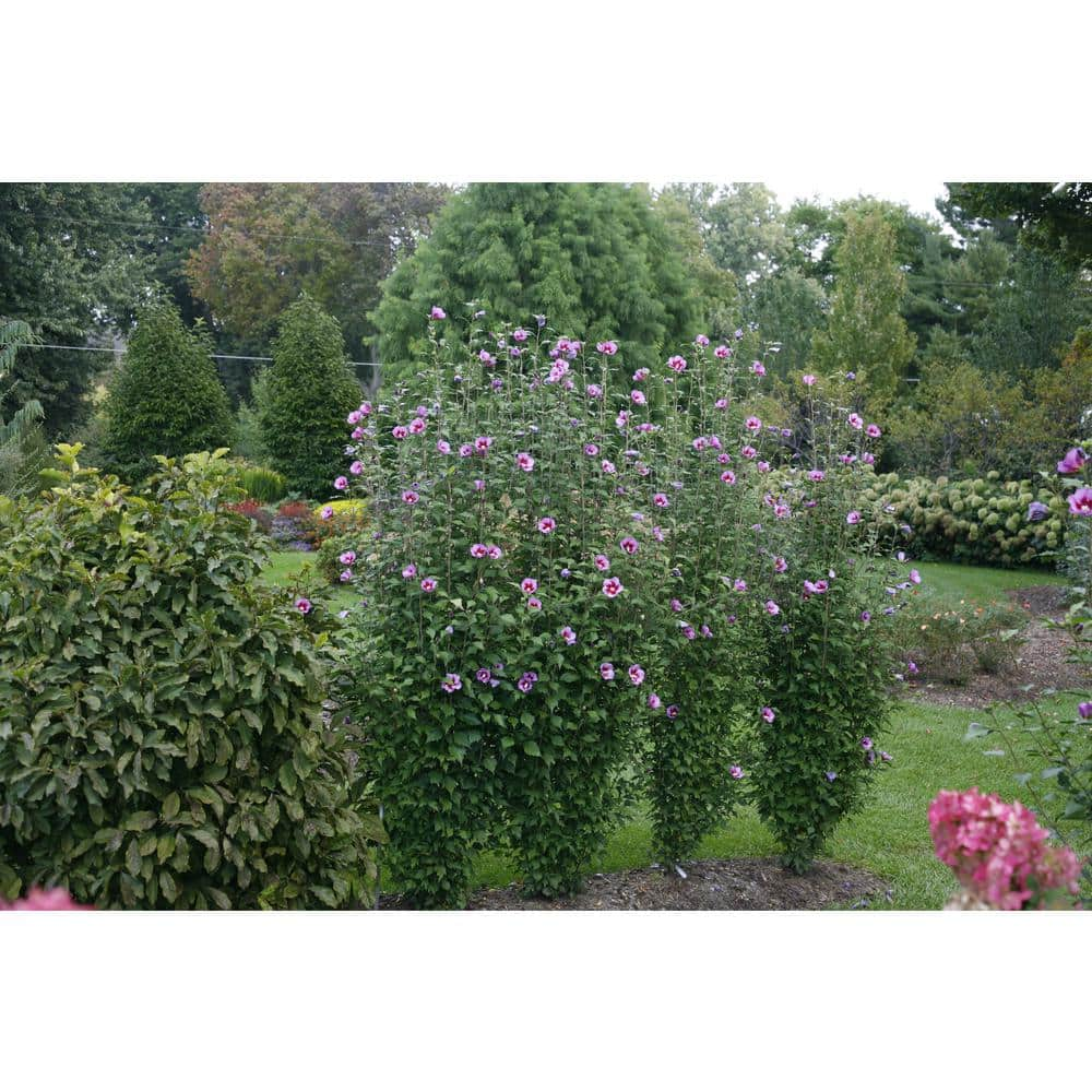 PROVEN WINNERS 4.5 in. Qt. Purple Pillar Rose of Sharon (Hibiscus) Live Shrub Purple Flowers HIBPRC2407800