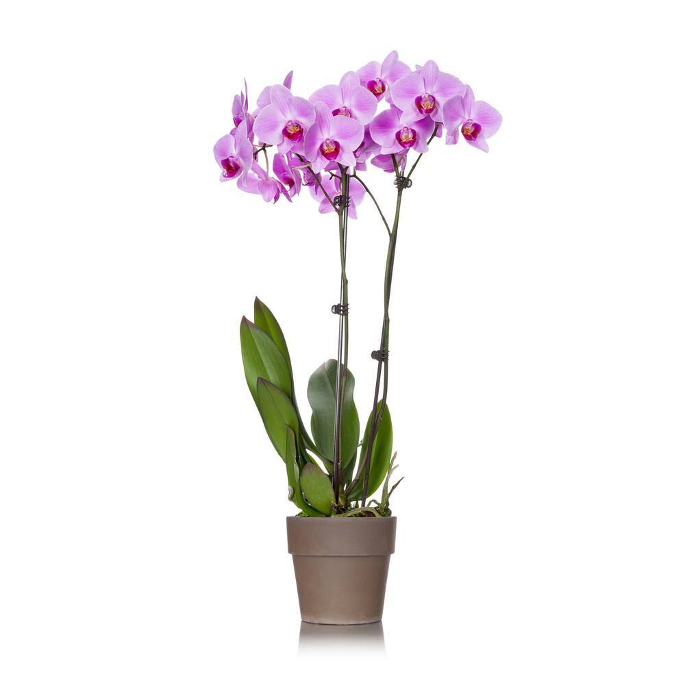 Just Add Ice Pink 5 in. Rustic Orchid Plant in Terra Cotta Pot (2-Stems) 210472