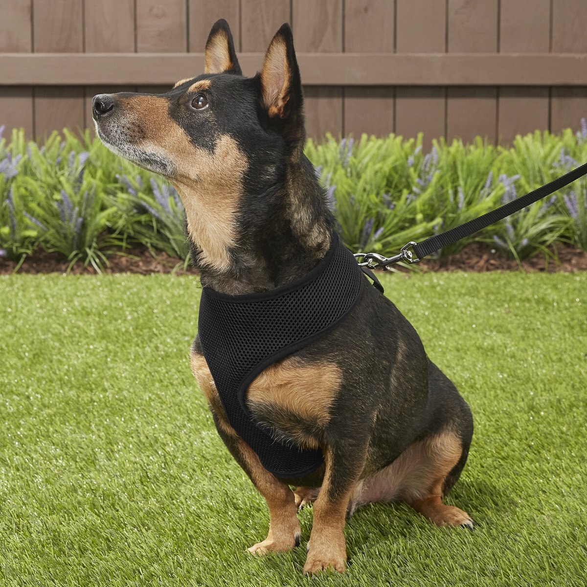 Four Paws Walk-About Comfort Control Dog Harness