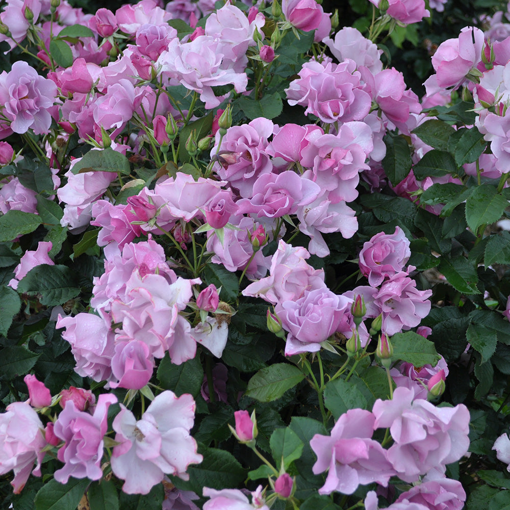 Heirloom Roses - Blueberry Hill Shrub Rose Plant - Lavender Colored Live Plant