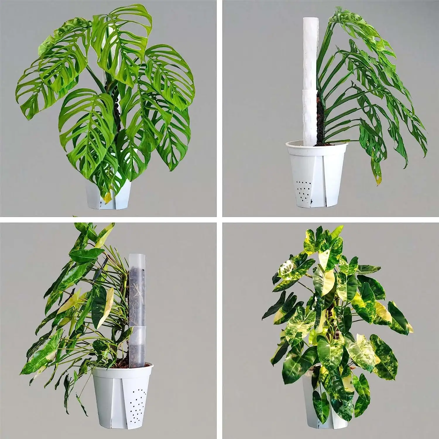 Plastic Moss Pole Monstera Climbing Plants Support Garden Supplies Indoor Plants Stand Vulcanus