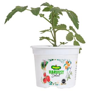 BONNIE PLANTS HARVEST SELECT 25 oz. Stellar Tomato Plant 715339321749