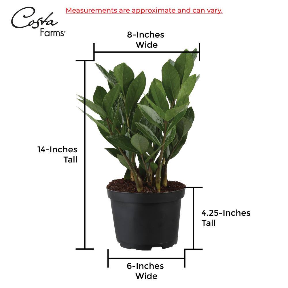 Vigoro Zamioculcas Zamiifolia ZZ Indoor Plant in 6 in. White Ribbed Plastic Décor Planter Avg Shipping Height 1-2 ft. (2-Pack) CO.ZZ.VI.WH