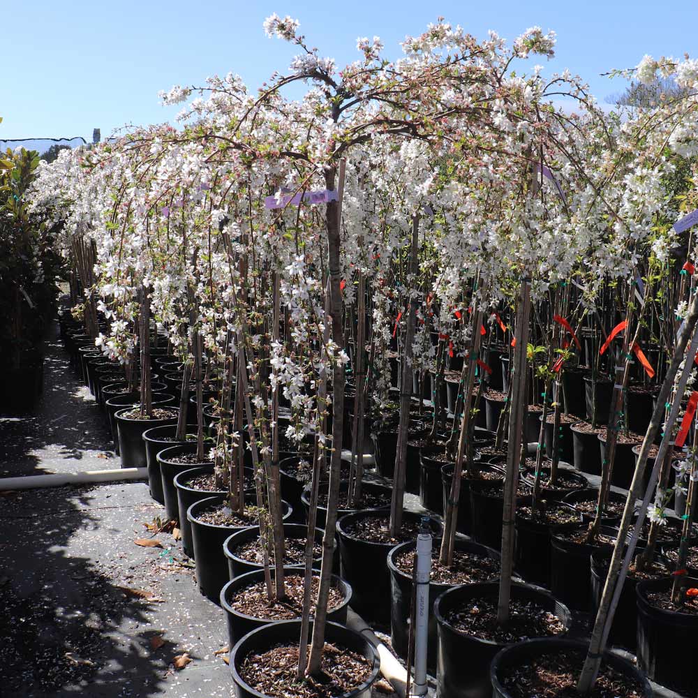 Snow Fountains® Weeping Cherry Tree