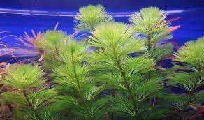 Cabomba Caroliniana Bunch Live Aquarium Plants BUY2 GET1 FREE