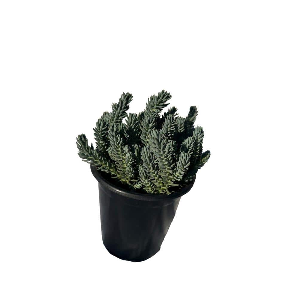 Zeus  Ruta Blue Spruce Stonecrop Plants Pet-Safe Spreading in Pots (1-Pack) W1010-BS1