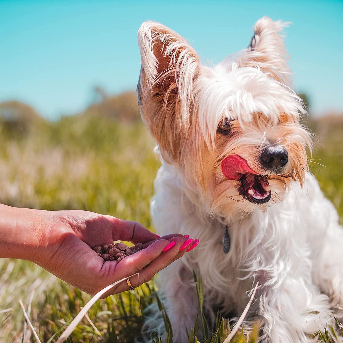 Pupford Chicken Training Freeze-Dried Dog Treats