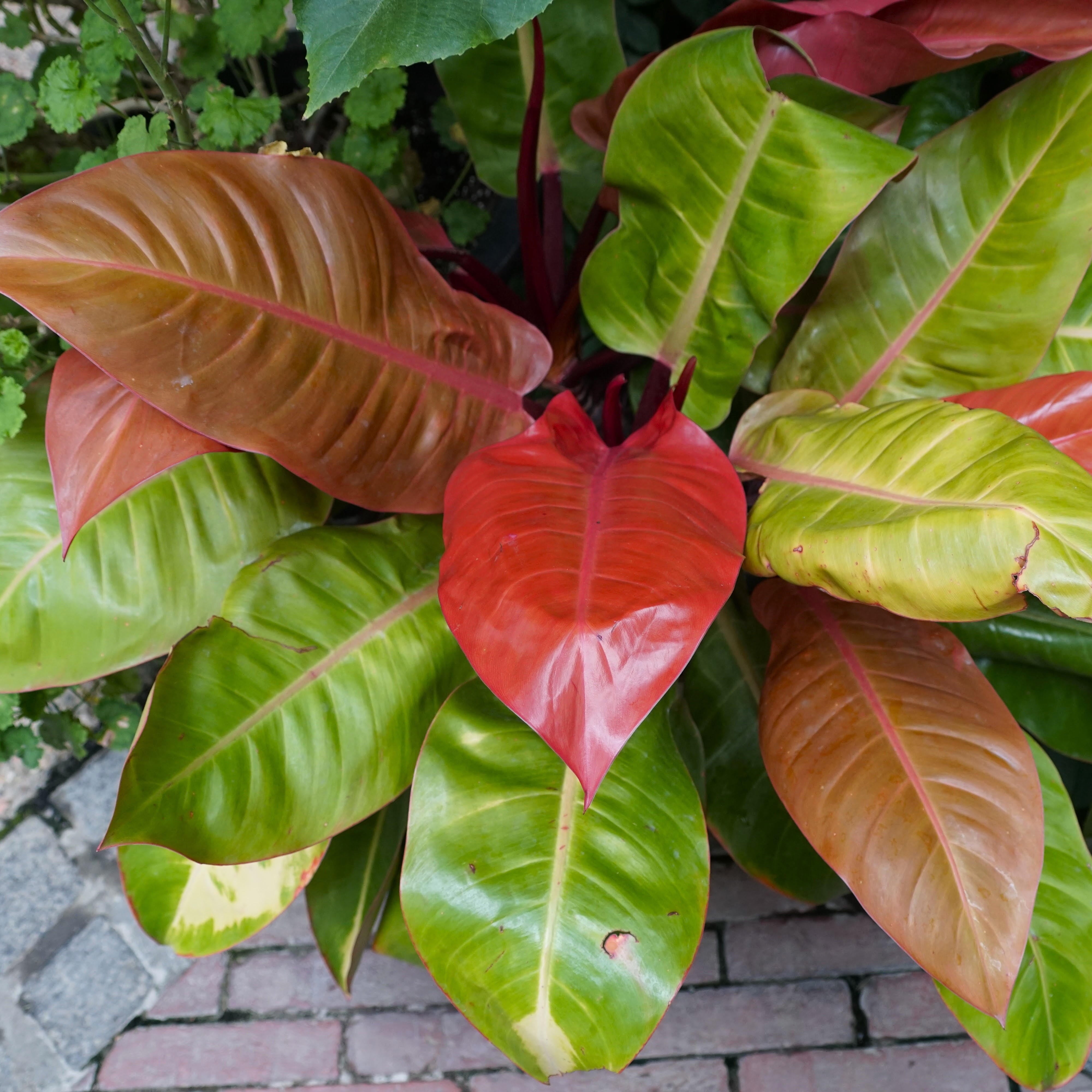 Philodendron Prince of Orange Live Plant - Philodendron - Wellspring Gardens Starter Plant