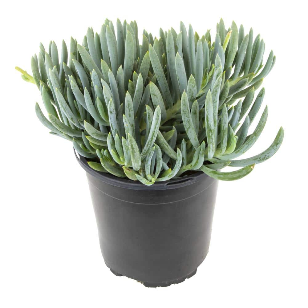 ALTMAN PLANTS 1 Gal. Senecio Mandraliscae Blue Chalk Sticks in Grow Pot Single 0880119