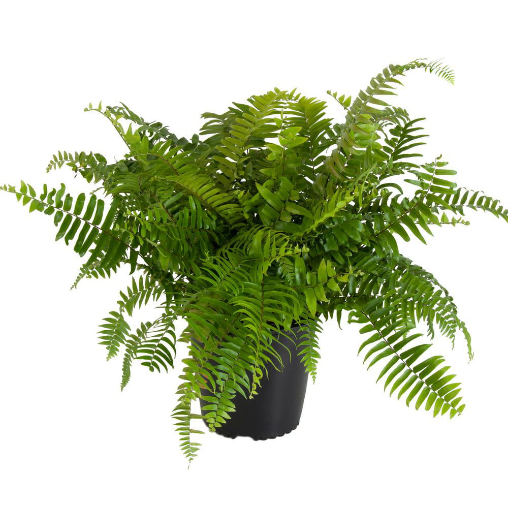 United Nursery Live Macho Fern Plant 26-32 Inches Tall in 9.25 Inch Grower Pot