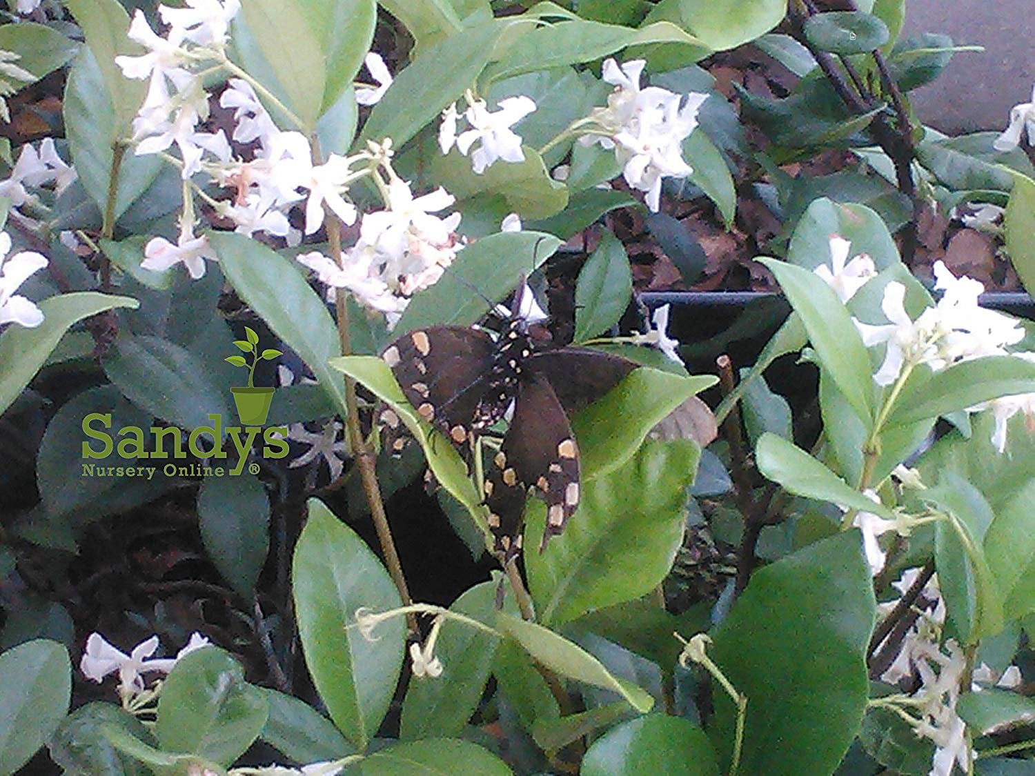 Jasmine Confederate， White Flower Shrub， Starter Plant， Gallon Pot