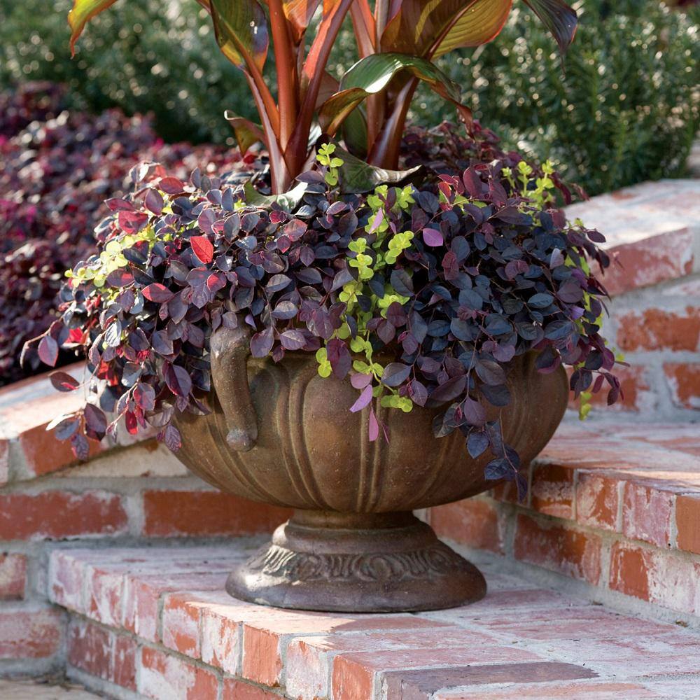 SOUTHERN LIVING 1.5 Gal. Purple Pixie Dwarf Weeping Loropetalum Groundcover Evergreen Shrub with Purple Foliage Pink Blooms 42052