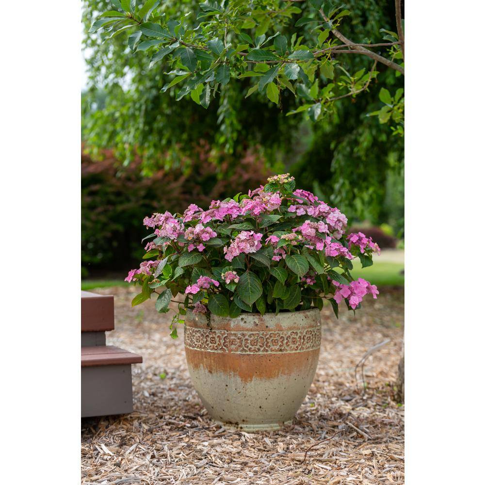 Endless Summer 3 Gal. Pop Star Reblooming Hydrangea Flowering Shrub with Electric Blue or Pink Lacecap Flowers HYDGA3MPS1PK