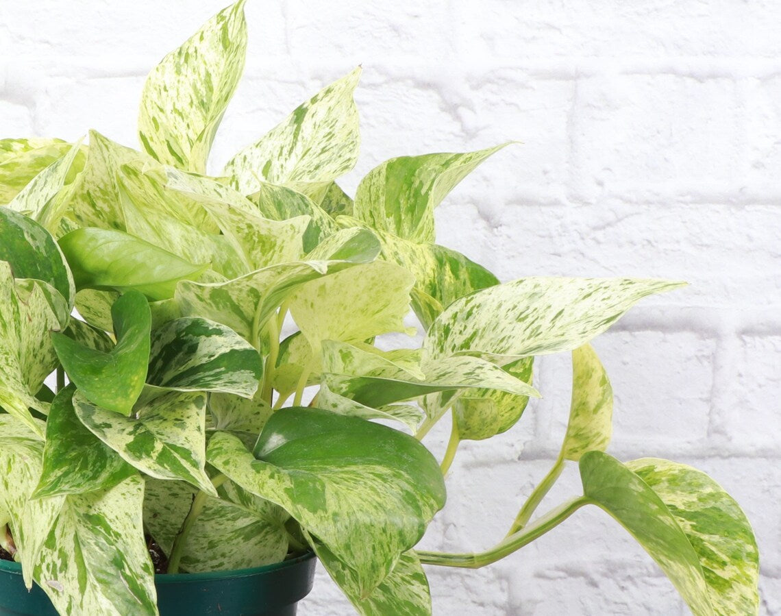 Live Marble Queen Pothos Plant - 6