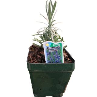 Daylily Nursery 4 in. Pot Phenominal Lavender Plant 6948615636