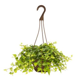 Costa Farms 6.6 in Exotic Angel Assorted Foliage Plant in Hanging Basket Grower's Choice M-EAF-G-HGP-01