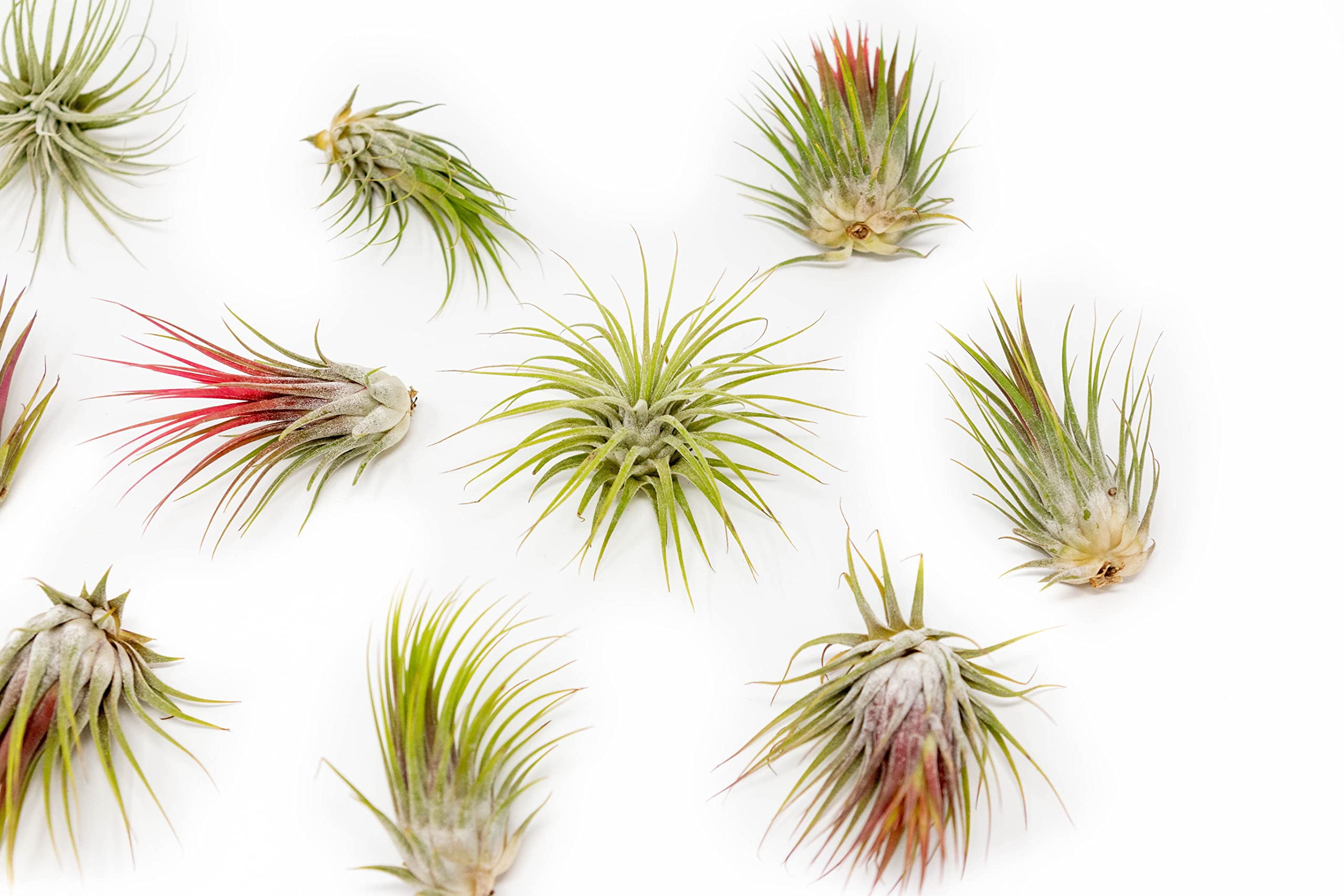 Large Air Plants Tillandsia Ionantha Guatemala - Live Succulent House Plants - Available in Wholesale and Bulk - Home and Garden Decor - Easy Care Indoor and Outdoor Plants (Pack of 12)