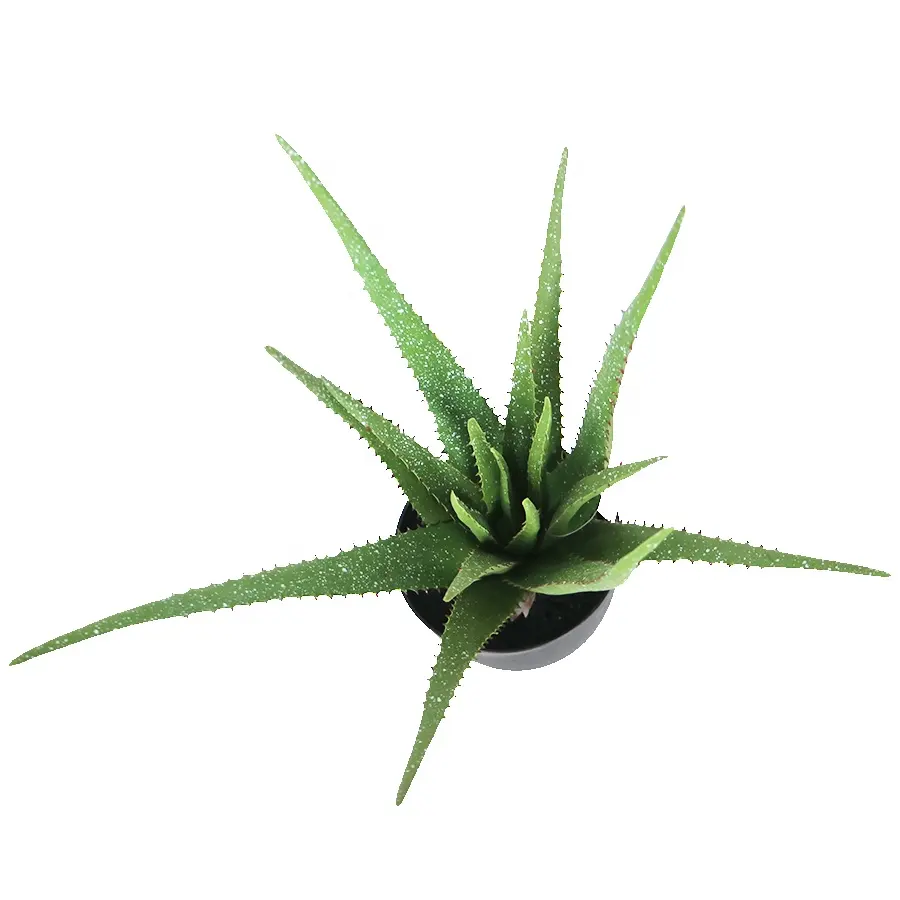 Supplies 50cm tall 17lvs real touch aloe plant