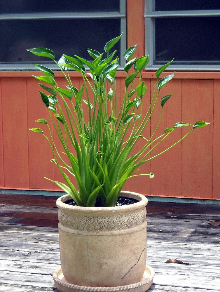 Tiny Dancers Elephant Ear Plant - Alocasia - 4