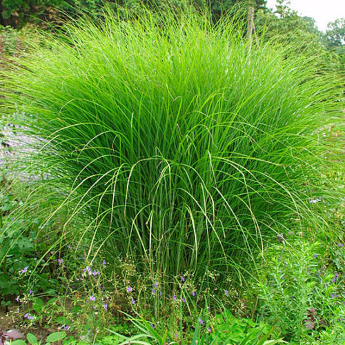 Miscanthus 'Gracillimus'