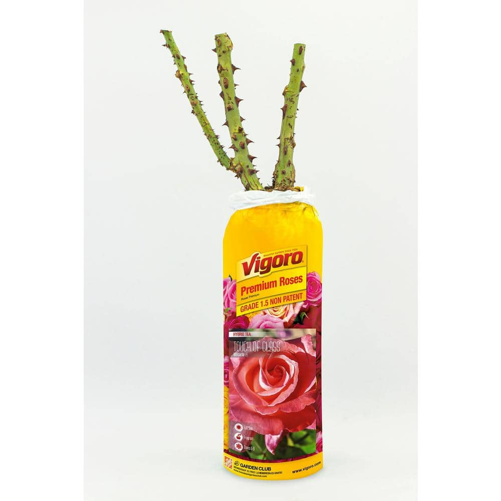 Vigoro Package Rose Touch of Class Pink Flower In 3.5quot by 12quot Plastic Package 19749