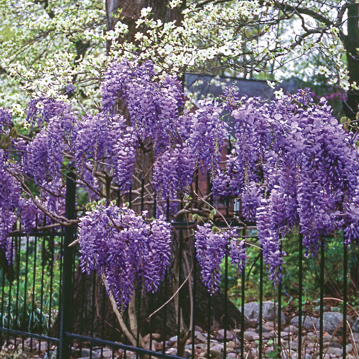 Blue Moon Wisteria Dormant Bare Root Vine， 1-Pack