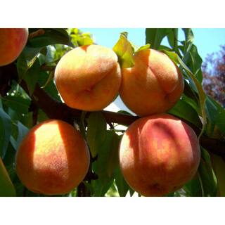 Online Orchards Curlfree Peach Tree Bare Root FTPE005