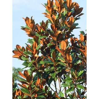 3 Gal. D.D. Blanchard Southern Magnolia Tree MAGDDB03G